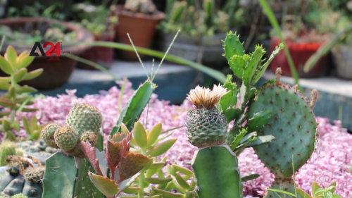 ВИДЕО: Дээврийн цэцэрлэгжүүлэлт бол орлого олох боломж